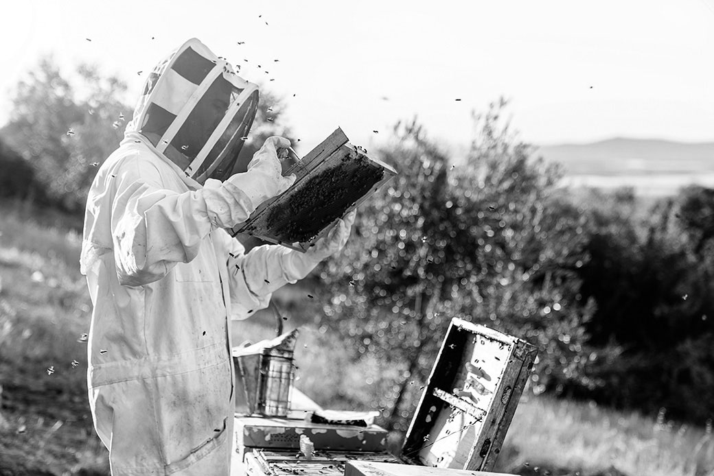 A beekeeper inspecting a hive frame outdoors - trust built through careful observation, routine checks and calm handling.